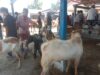 Pasar Hewan Sibreh Penjaga Inflasi Daerah