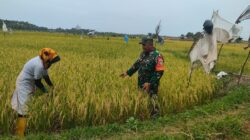 Jaga Kesehatan Saat Berpuasa, Babinsa Lhoknga Beri Imbauan kepada Petani Desa Binaan