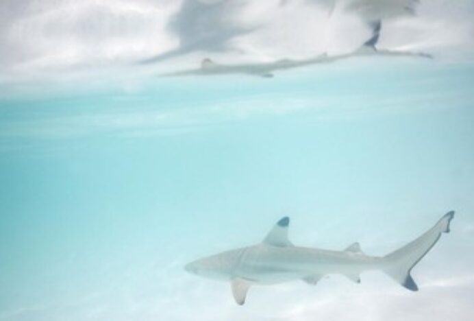 Perairan Bahama Tercemar, Peneliti Temukan Hiu ‘Konsumsi’ Kokain