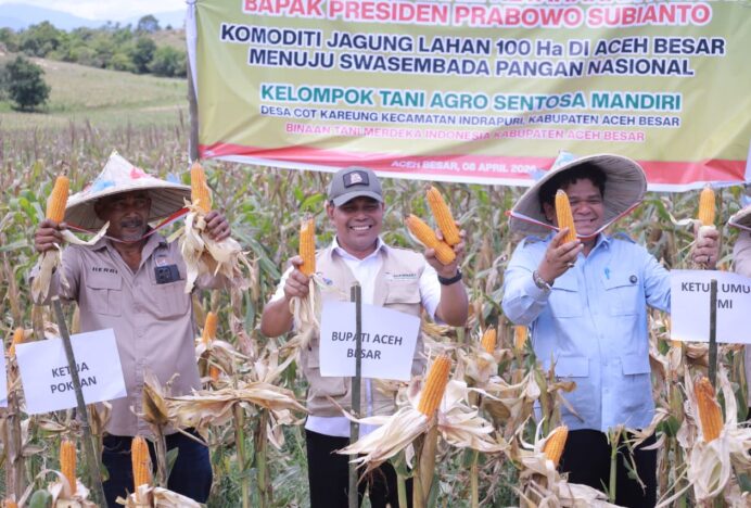 Bupati Aceh Besar Bersama Ketum Tani Merdeka Don Muzakir Panen Raya Jagung