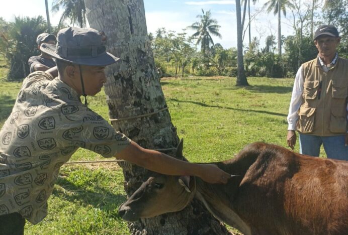 Distan Aceh Besar Vaksinasi dan Beri Vitamin pada 100 Ternak di Kuta Baro dan Ingin Jaya