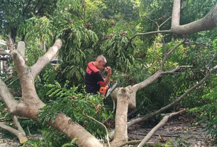 Kadis DLHK Aceh Besar Turun Langsung Bersihkan Pohon Tumbang di Simpang Lubok