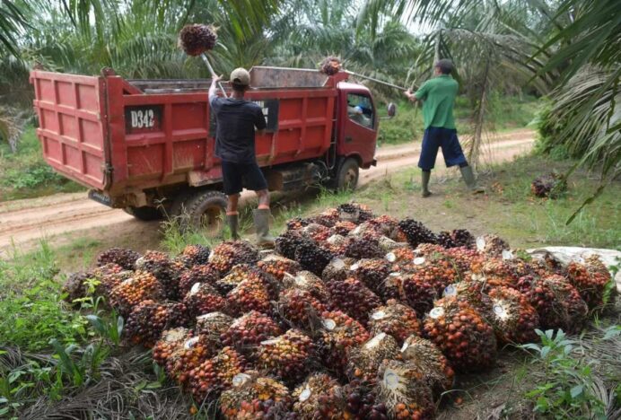 Mandat B50 Berlaku Mulai Juli 2026, Emiten Sawit Diproyeksi Kian Cuan