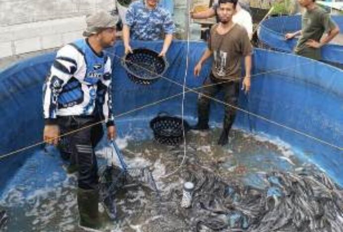 Panen Lele Bioflok Capai 359 Kg, Kadis DP2KP Banda Aceh: Bukti Nyata Ketahanan Pangan