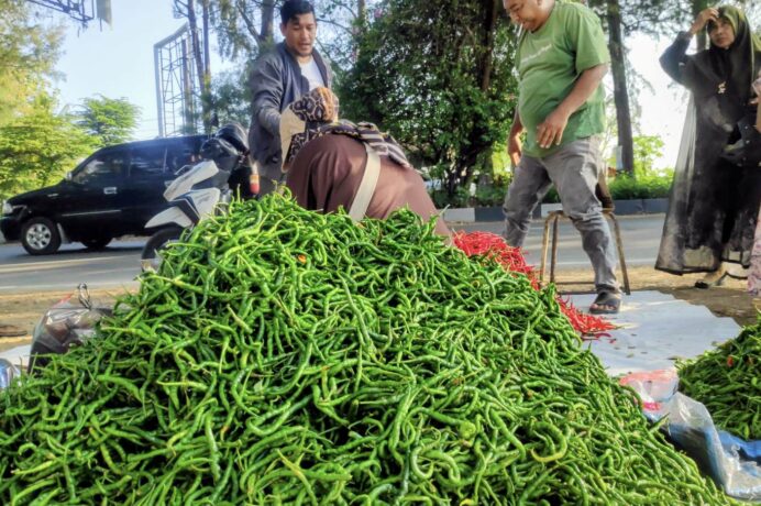 Pasokan Cabai dari Takengon dan Bener Meriah Melimpah