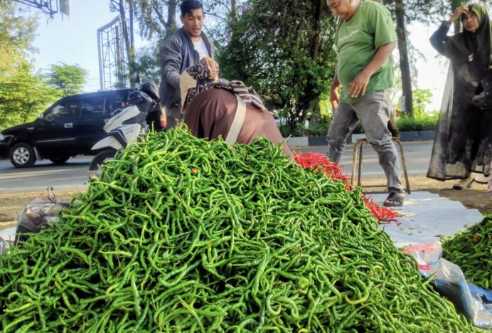 Pasokan Cabai dari Takengon dan Bener Meriah Melimpah