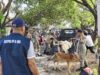 Tindaklanjuti Laporan Masyarakat, Satpol PP dan WH Aceh Besar Amankan Lima Sapi Berkeliaran di Ingin Jaya