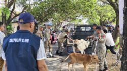 Tindaklanjuti Laporan Masyarakat, Satpol PP dan WH Aceh Besar Amankan Lima Sapi Berkeliaran di Ingin Jaya