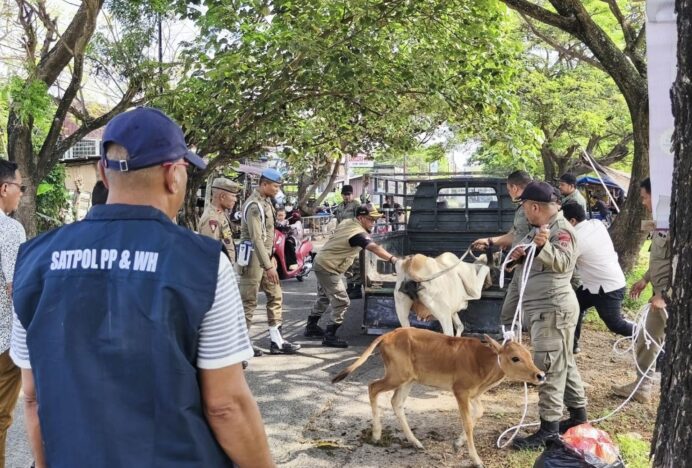 Tindaklanjuti Laporan Masyarakat, Satpol PP dan WH Aceh Besar Amankan Lima Sapi Berkeliaran di Ingin Jaya