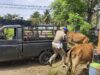 Satpol PP dan WH Aceh Besar Ciduk Ternak Berkeliaran di Jalan Sukarno Hatta
