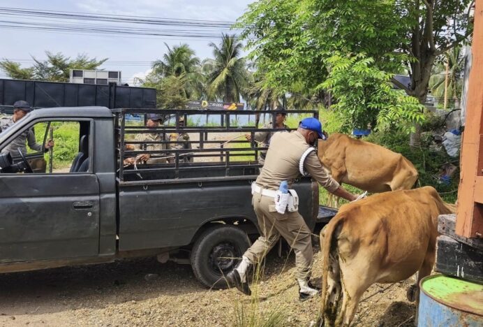 Satpol PP dan WH Aceh Besar Ciduk Ternak Berkeliaran di Jalan Sukarno Hatta
