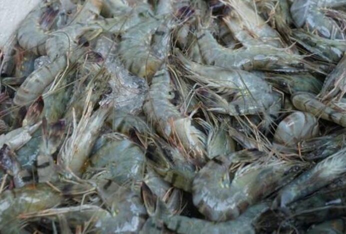 Proyek Tambak Raksasa Dikebut, Produksi Udang RI Bakal Tumpah Ruah
