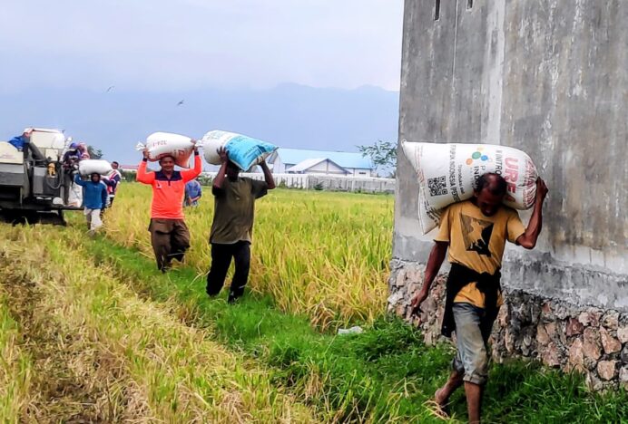 Mengangkut Hasil Panen Padi