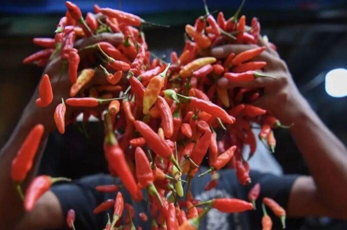 PIHPS Catat Harga Cabai Rawit Naik, Kini Rp 85.200 Per Kg