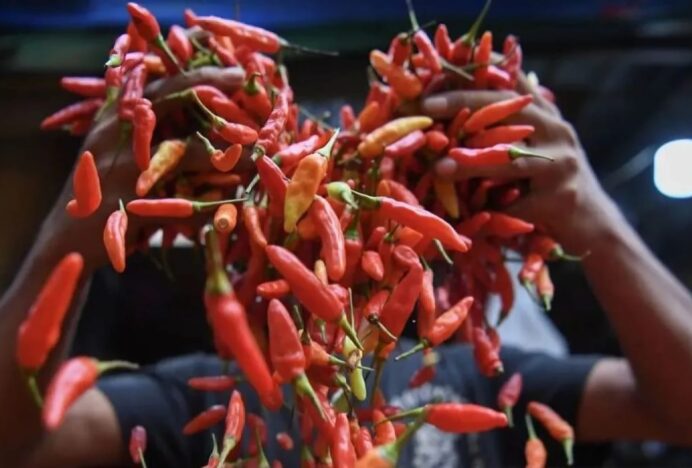 PIHPS Catat Harga Cabai Rawit Naik, Kini Rp 85.200 Per Kg