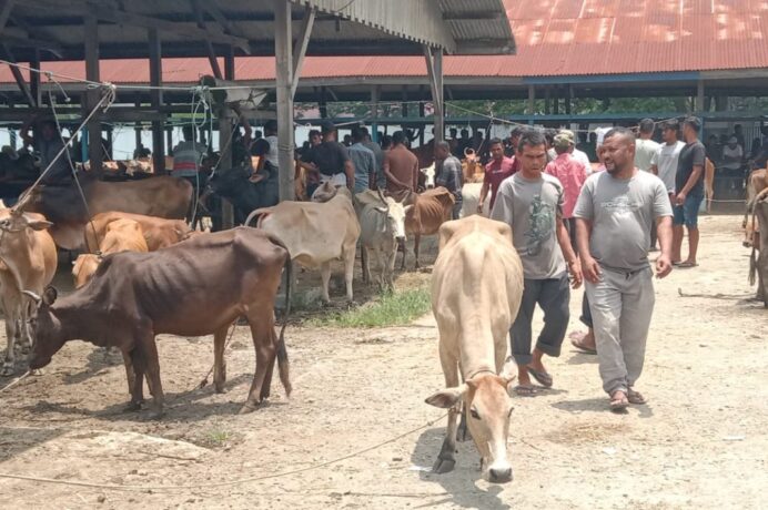Pasar Hewan Sibreh Aceh Besar Dipadati Pembeli Jelang Idul Adha