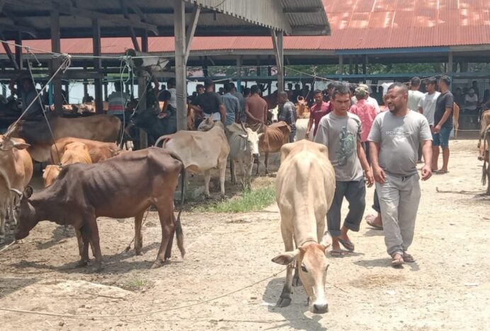Pasar Hewan Sibreh Aceh Besar Dipadati Pembeli Jelang Idul Adha