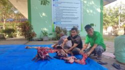 Kasi Penmad Turut Menyembelih Hewan Qurban di MIN 6 Aceh Besar