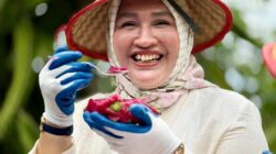 Kak Na: Buah Naga Sabang, Meucrop Barang
