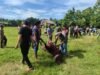 Gampong Sinyeu Sembelih 12 Lembu dan 1 Kambing pada Idul Adha 1447 H, Daging Qurban Dibagikan untuk 253 KK