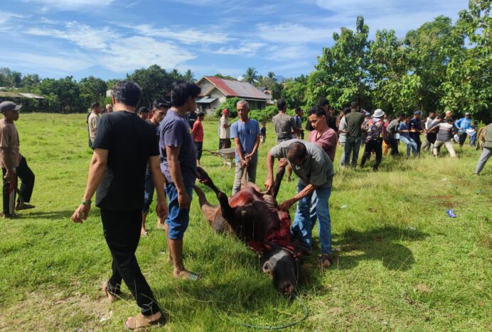 Gampong Sinyeu Sembelih 12 Lembu dan 1 Kambing pada Idul Adha 1447 H, Daging Qurban Dibagikan untuk 253 KK