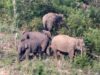 Gajah Liar Kembali Masuk ke Pemukiman Warga di Aceh Jaya