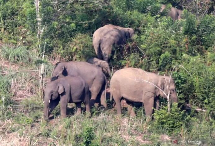 Gajah Liar Kembali Masuk ke Pemukiman Warga di Aceh Jaya