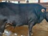 Sapi Berbobot 850 Kg di Biak, Terpilih Menjadi Sapi Bantuan Presiden