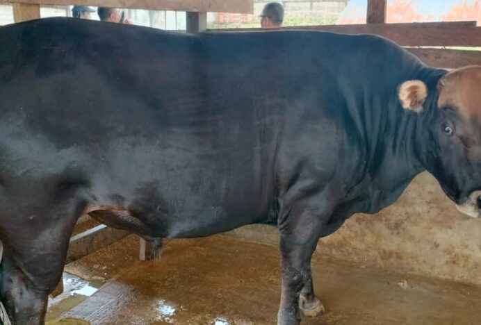Sapi Berbobot 850 Kg di Biak, Terpilih Menjadi Sapi Bantuan Presiden