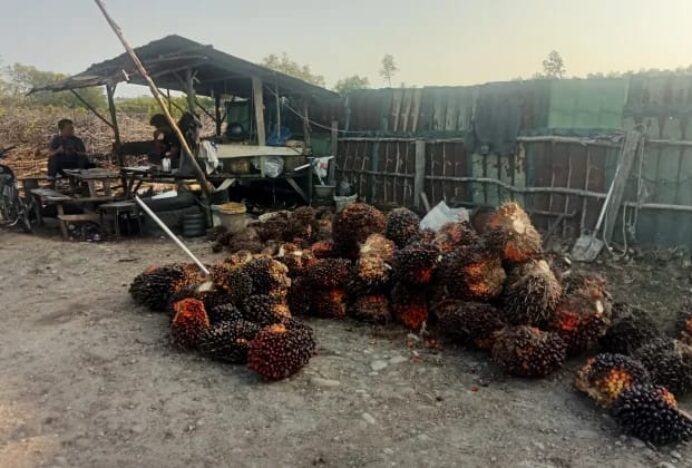 Harga TBS Sawit Terjun Bebas, Rp 1.850 perkilogram