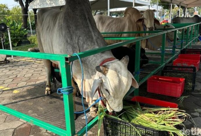 Beli Hewan Kurban Kena Pajak Nggak? Ini Kata DJP