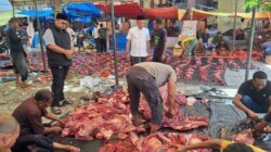 Kampung Baru Banda Aceh Sembelih 12 Ekor Lembu Kurban
