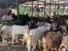 H-1 Iduladha Pedagang Hewan Qurban Menjerit, Penjualan Turun 60 Persen