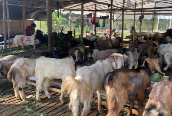 H-1 Iduladha Pedagang Hewan Qurban Menjerit, Penjualan Turun 60 Persen