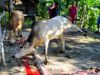 Penyembelihan Hewan Qurban Idul Adha 1447 H di Gampong Meunasah Manyang PA