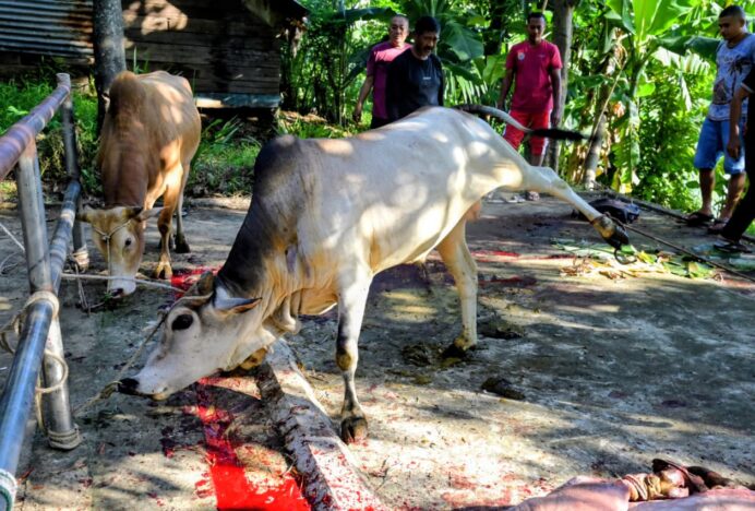 Penyembelihan Hewan Qurban Idul Adha 1447 H di Gampong Meunasah Manyang PA