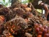 Harga Sawit Petani Anjlok, Kepala Daerah Diminta Turun Tangan