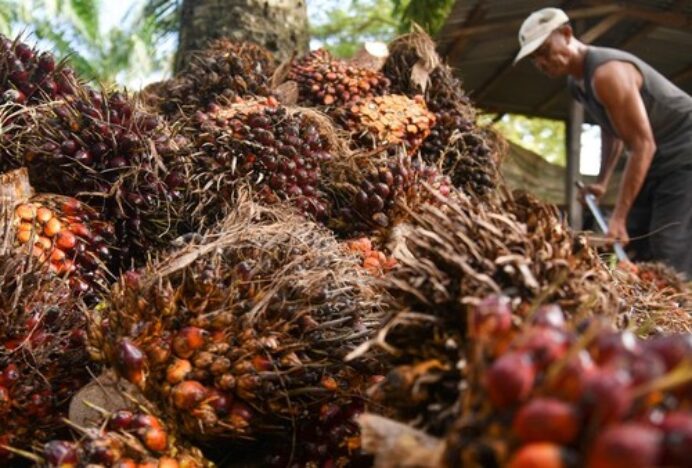 Harga Sawit Petani Anjlok, Kepala Daerah Diminta Turun Tangan