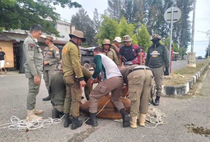 Satpol PP dan WH Aceh Jaya Amankan 30 Ekor Ternak Lepas Liar