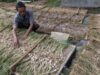 Prabowo Mau Setop Impor Bawang Putih, Siapkan Rp 400 M Buat Swasembada