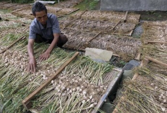Prabowo Mau Setop Impor Bawang Putih, Siapkan Rp 400 M Buat Swasembada