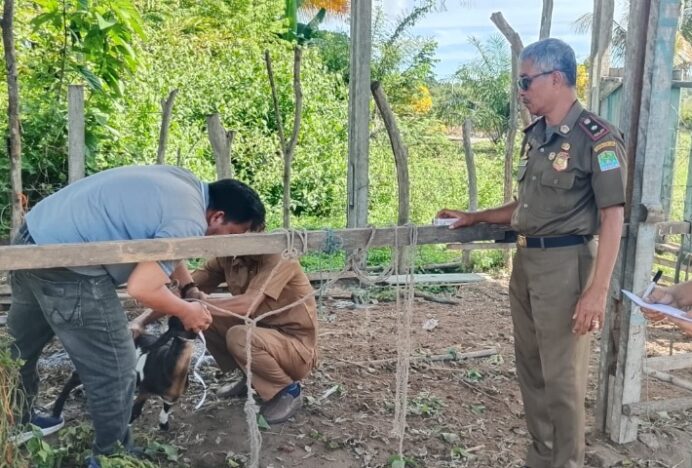 Satpol PP dan WH Aceh Jaya Lelang Ternak Hasil Penertiban, Warga Diberi Kesempatan Ikut Secara Terbuka
