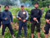 Kodam IM Berhasil Ungkap Lahan Ganja 50 Hektare di Pegunungan Nagan Raya