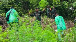 Kodim 0101/Kota Banda Aceh Temukan Ladang Ganja 2,5 Hektar di Pegunungan Indrapuri