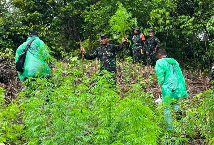 Kodim 0101/Kota Banda Aceh Temukan Ladang Ganja 2,5 Hektar di Pegunungan Indrapuri
