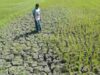 Sawah di Aceh Besar Mengering, Petani Khawatir Gagal Panen