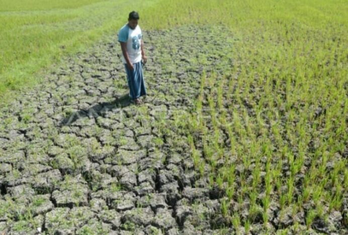 Sawah di Aceh Besar Mengering, Petani Khawatir Gagal Panen