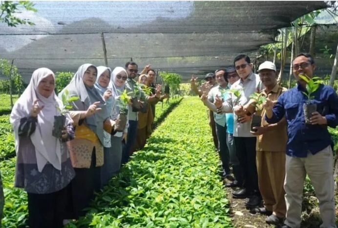 Sebelum Didistribusikan, ini Tahapan Bibit Kopi Arabika 3 di Aceh Tengah