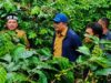Bupati Gayo Lues Tinjau Kebun Kopi Warga, Serap Aspirasi Petani
