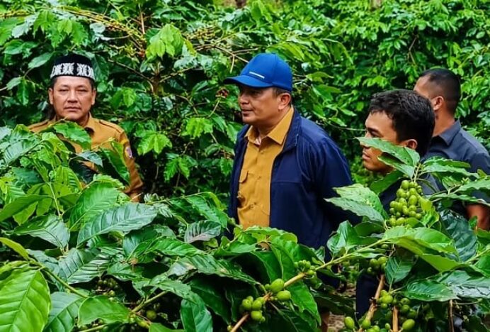 Bupati Gayo Lues Tinjau Kebun Kopi Warga, Serap Aspirasi Petani